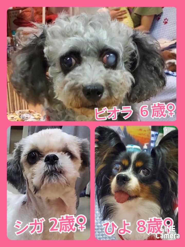 🐾今日の里親様募集中ワンコ🐶メンバーです🐾2020,10,5